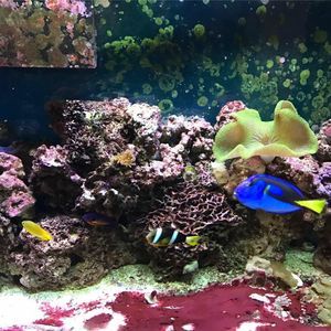 Meet your Posher, Debbie